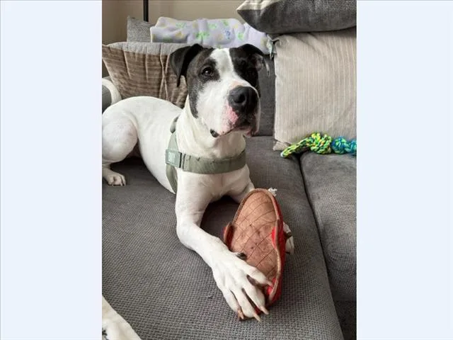 An adult large-sized male Pit Bull Terrier dog named Benny Boy for adoption in Chapel Hill, NC