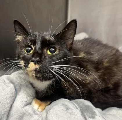 An adult small-sized female Domestic Short Hair cat named Emily for adoption in West Chester, PA