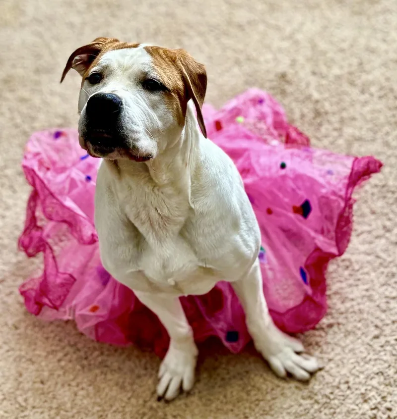 A young medium-sized female American Bulldog dog named Steph for adoption in Oxford, MI
