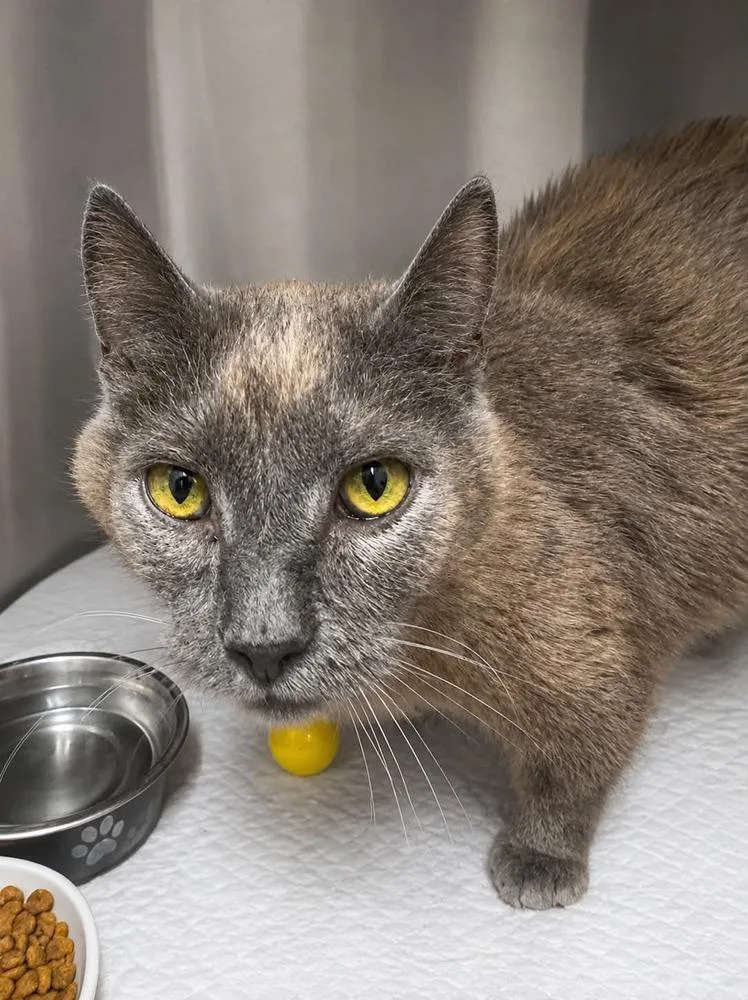 An adult medium-sized male Gray / Blue / Silver Domestic Short Hair cat named Rocko for adoption in Evansville, IN