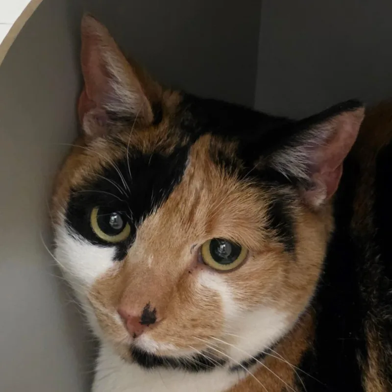 A senior medium-sized female White Domestic Short Hair cat named Domino for adoption in Reno, NV