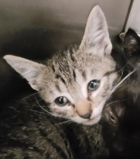 A baby small-sized male Domestic Short Hair cat named Stinky for adoption in Los Angeles, CA