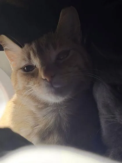 An adult small-sized male Domestic Short Hair cat named Benedict for adoption in Shawano, WI