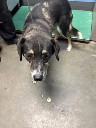 An adult medium-sized male Mixed Breed dog named Kit for adoption in Seneca, SC
