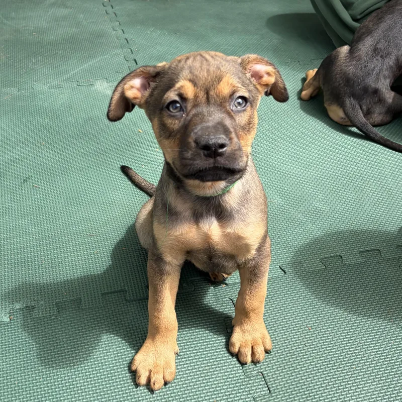 A baby medium-sized male Brown / Chocolate Hound dog named Quokka for adoption in Columbia, SC