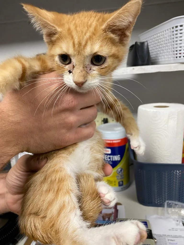 A baby small-sized male Domestic Medium Hair cat named Gru for adoption in Troy, OH