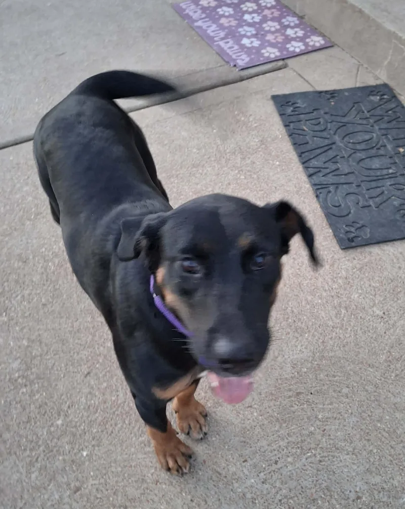 An adult large-sized female Labrador Retriever dog named Sissy for adoption in St. Louis, MO