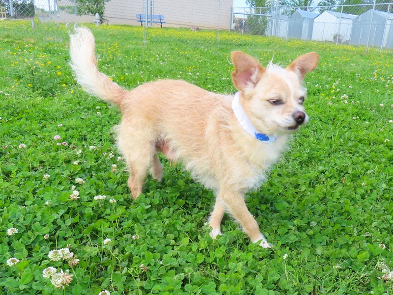 An adult small-sized male Wirehaired Dachshund dog named JoJo CA for adoption in Rogers, AR