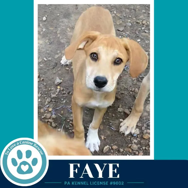 A baby medium-sized female White / Cream Labrador Retriever dog named Faye for adoption in Kimberton, PA