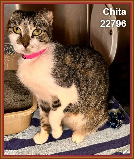 A young medium-sized female Tabby (Brown / Chocolate) Domestic Short Hair cat named Chita for adoption in Marietta, GA