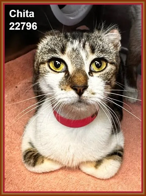 Chita thumbnail 3