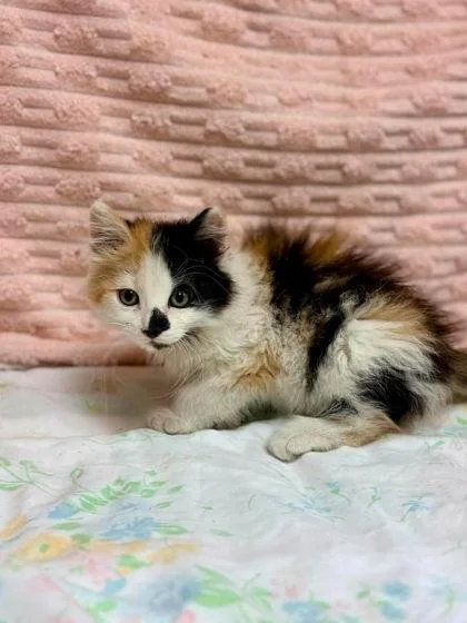 A baby small-sized female Domestic Long Hair cat named Shay for adoption in Visalia, CA