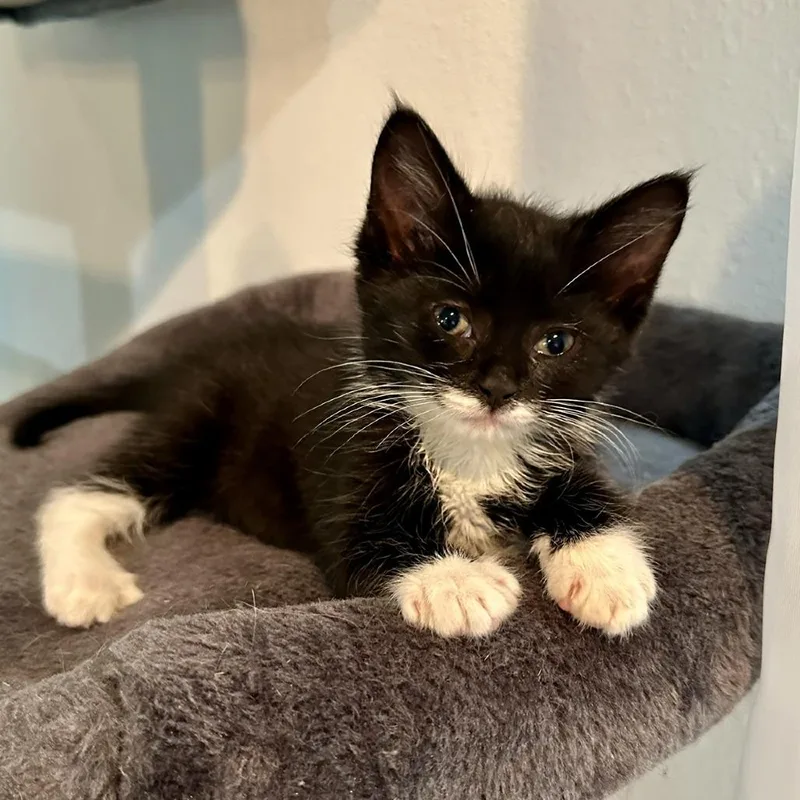 A baby small-sized female Black Domestic Short Hair cat named Mabelc for adoption in East Saint Louis, IL