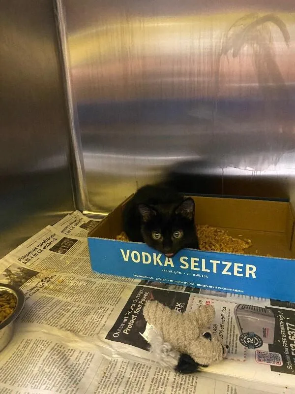 A young medium-sized female Black Domestic Short Hair cat named Coraline for adoption in Jackson, TN