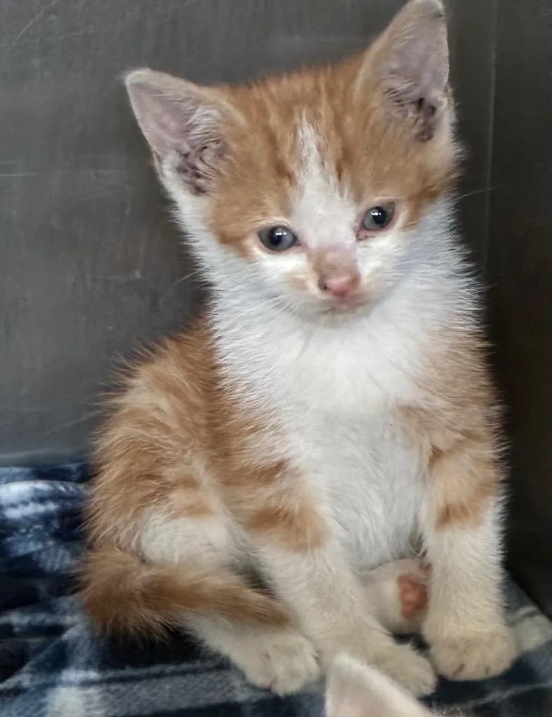 A baby small-sized male Domestic Short Hair cat named Rune for adoption in Hartsville, SC
