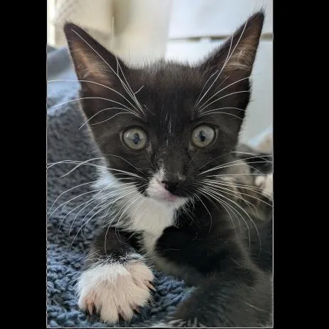Pippi