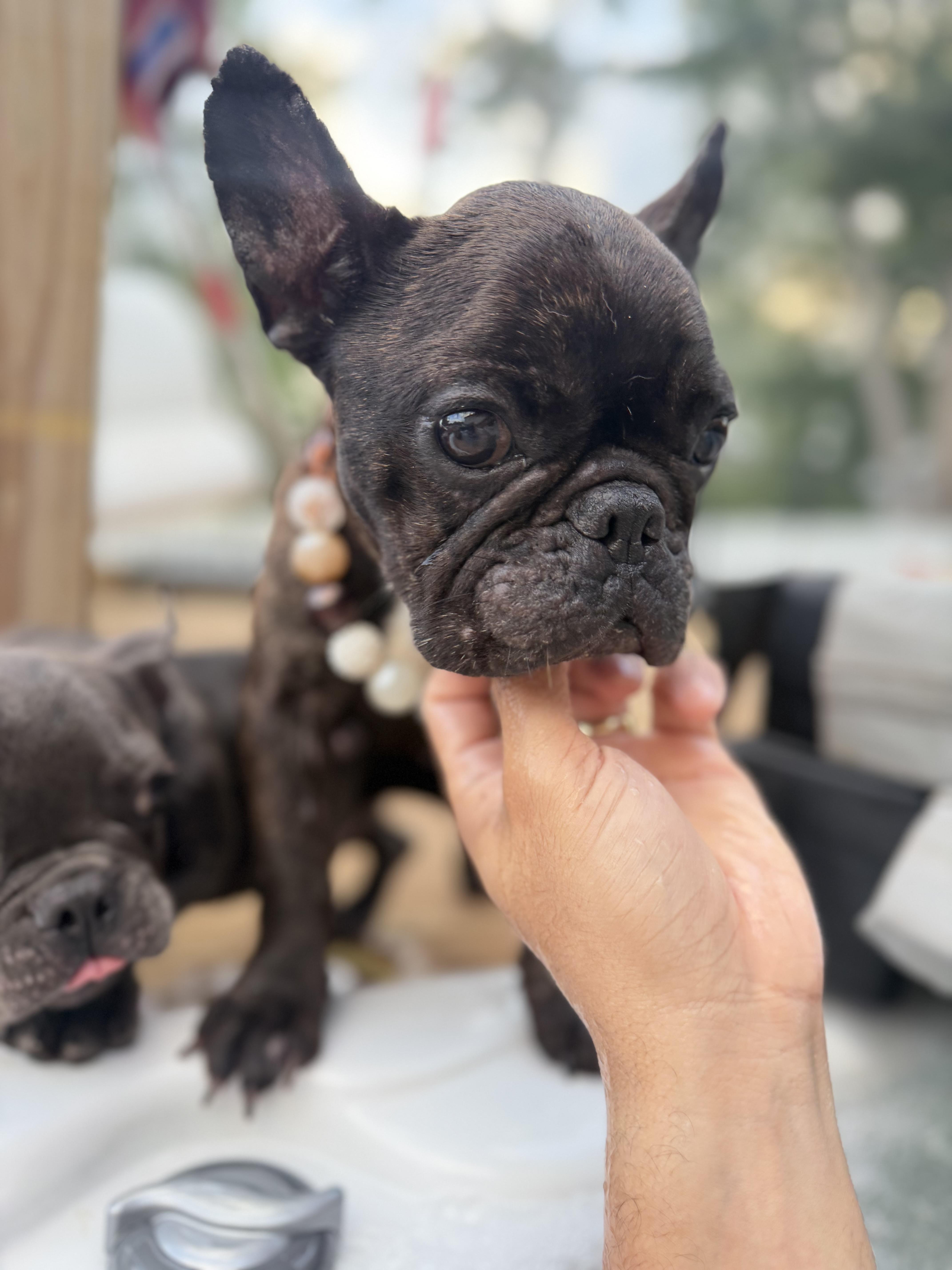 A young small-sized female French Bulldog dog named Willow Grace for adoption in Decatur , IL