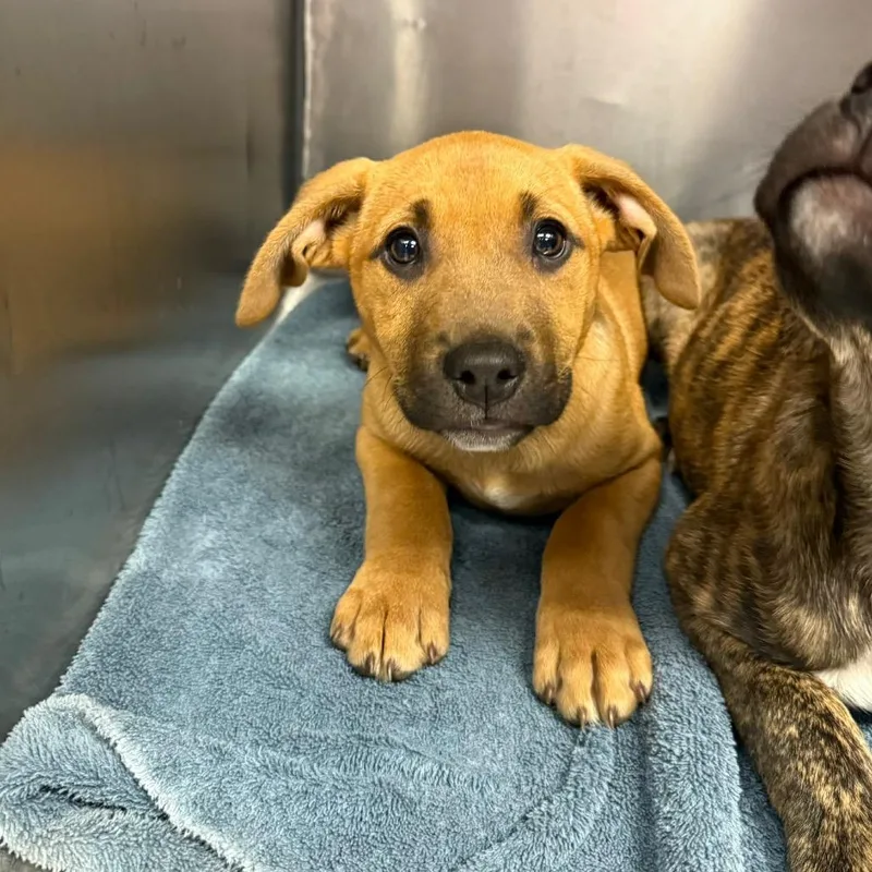 A baby large-sized female Brown / Chocolate Hound dog named Zoey for adoption in Martinsville, VA