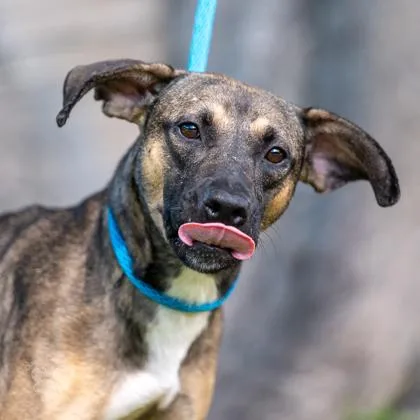 An adult medium-sized female Terrier dog named Aka for adoption in Honolulu, HI