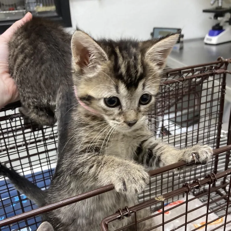 A baby small-sized female Gray / Blue / Silver Domestic Short Hair cat named Hansen for adoption in Galveston, TX