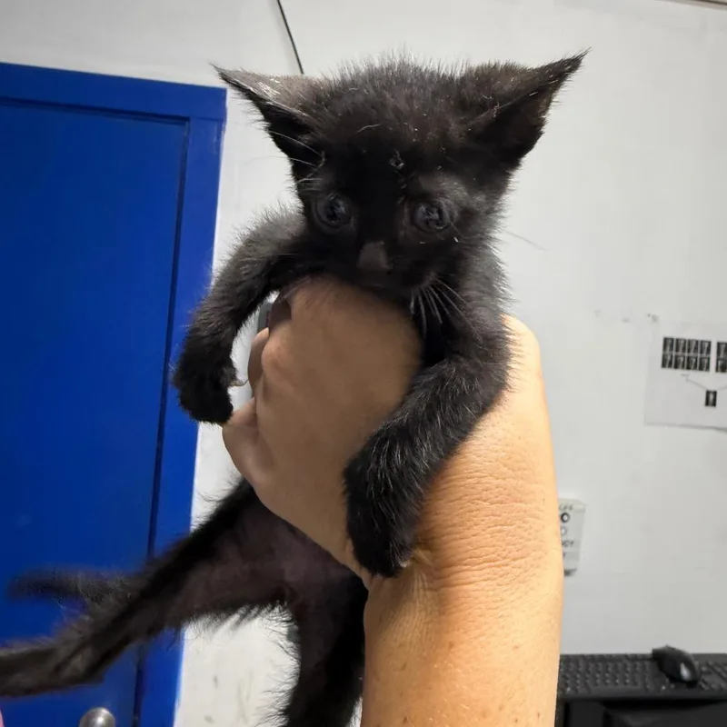 A baby small-sized female Black Domestic Short Hair cat named Galaxy for adoption in Wahiawa, HI