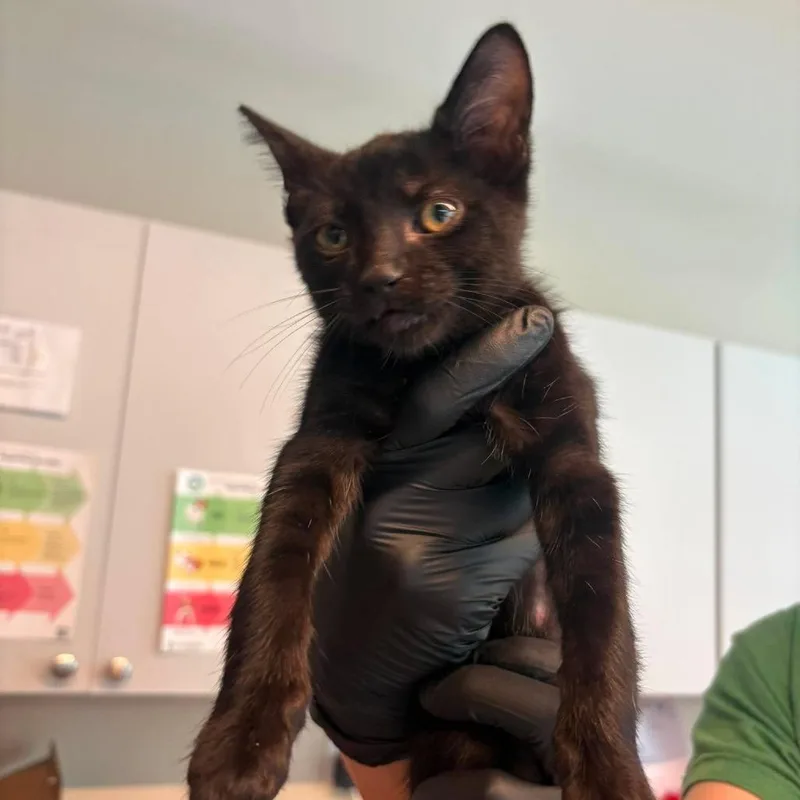 A baby small-sized male Black Domestic Short Hair cat named Chesney for adoption in Huntington, WV