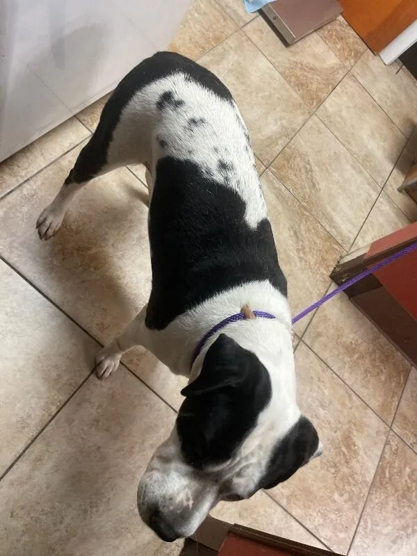 An adult large-sized female Black Mixed Breed dog named Expecto Patronum for adoption in Cincinnati, OH