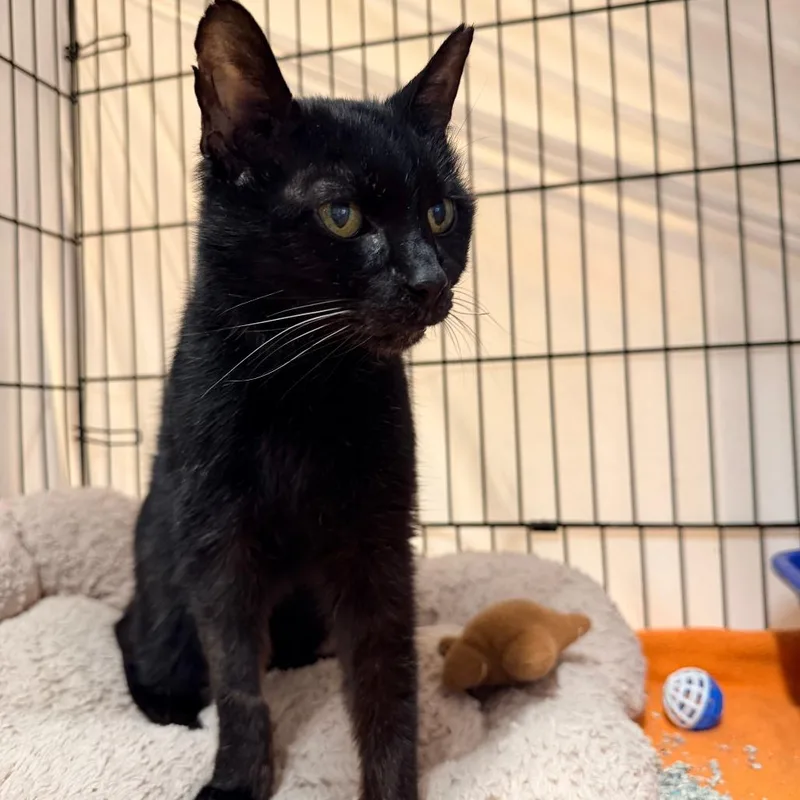 A senior medium-sized male Domestic Short Hair cat named Gramps for adoption in New York, NY