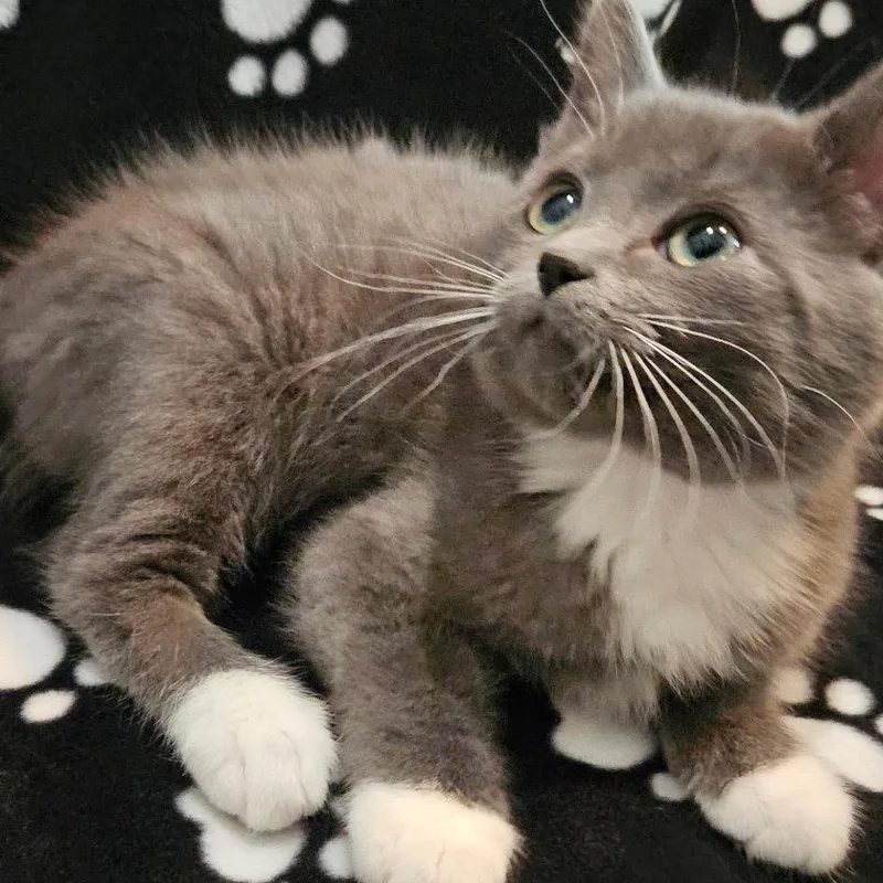 A baby small-sized female Gray / Blue / Silver Domestic Short Hair cat named Zebra Cakes for adoption in Spokane, WA