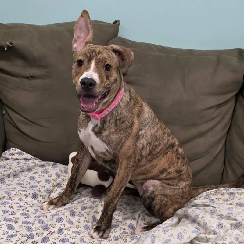 A baby medium-sized female Brindle Terrier dog named Luna Silly Pup for adoption in Meriden, CT