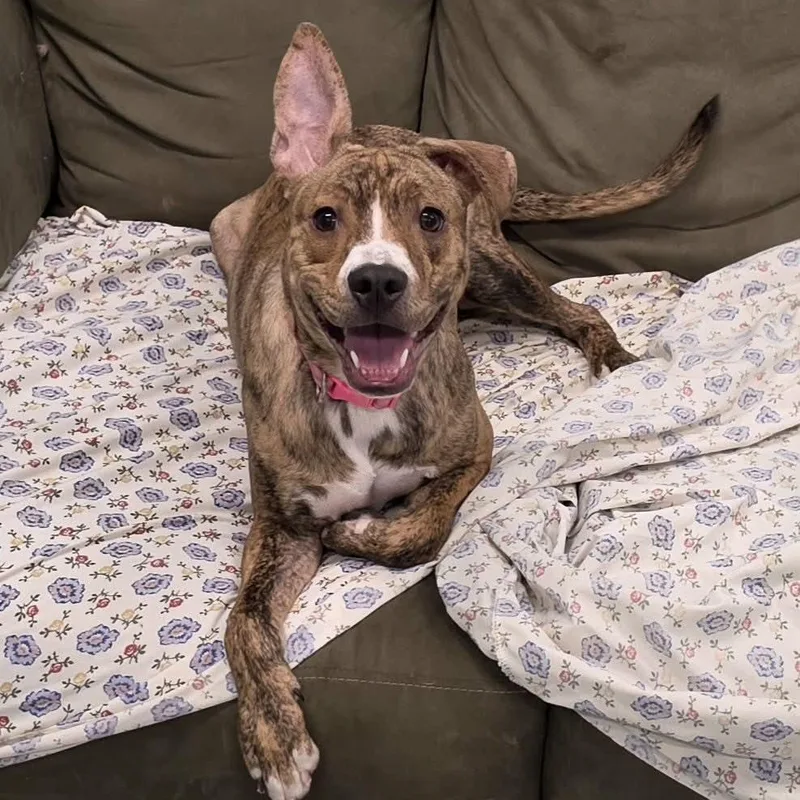 Luna  Silly Pup thumbnail 2