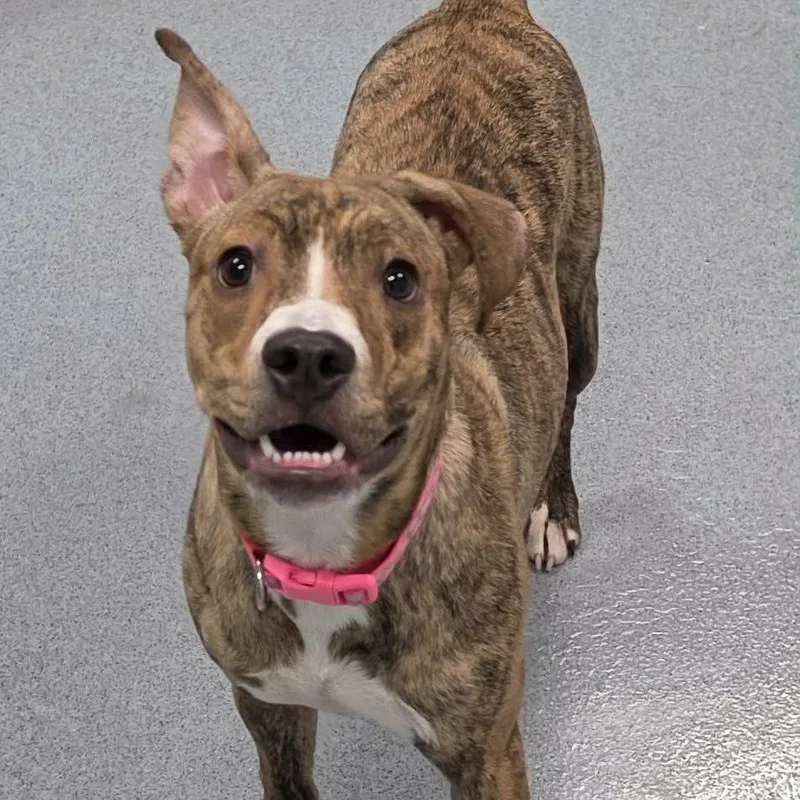 Luna  Silly Pup thumbnail 4