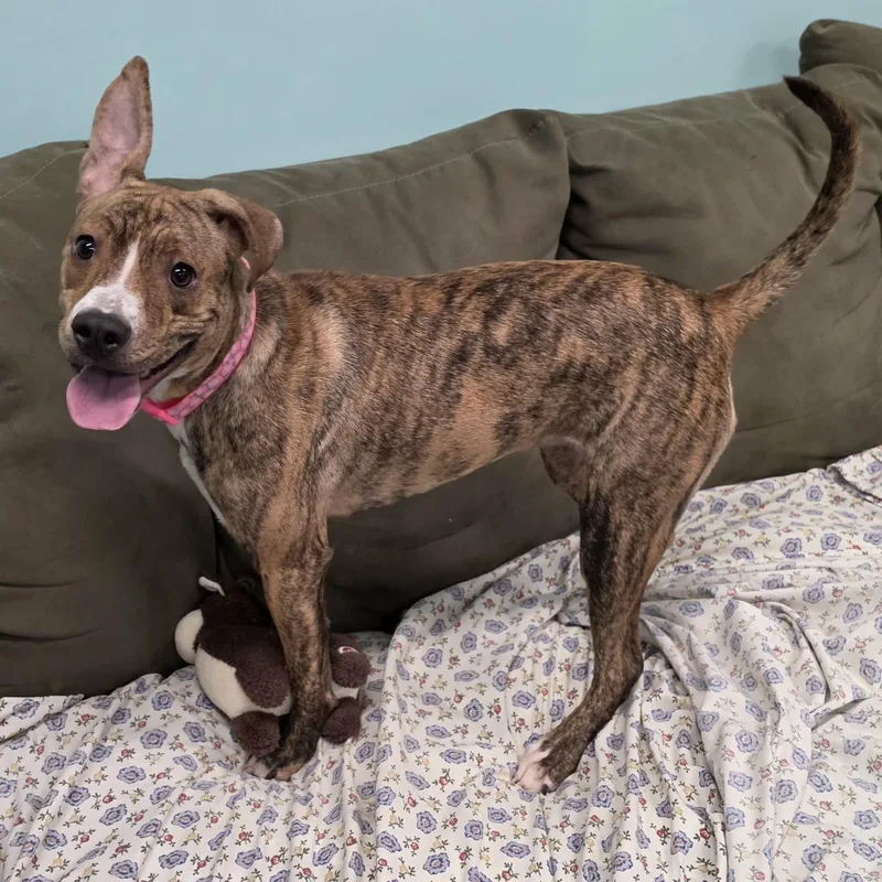 Luna  Silly Pup thumbnail 6