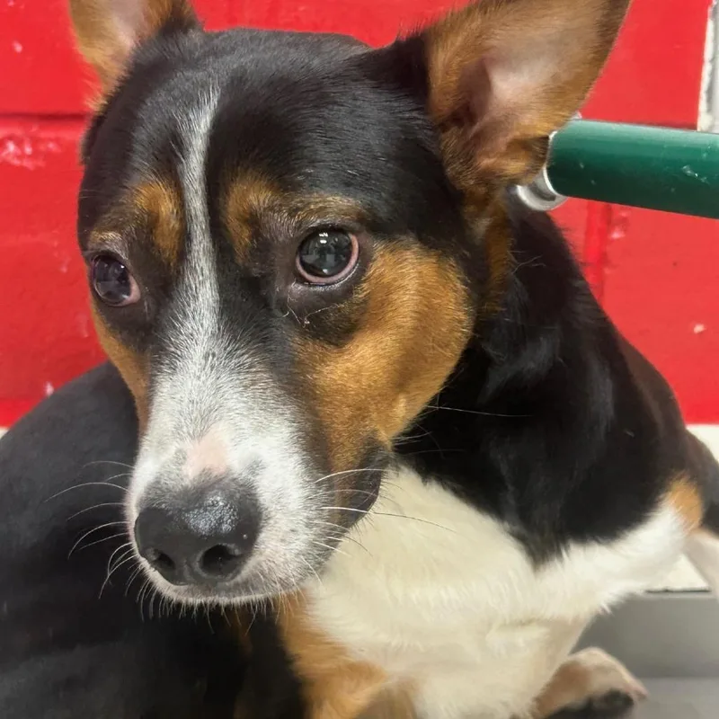 An adult medium-sized male Black Mixed Breed dog named Benito for adoption in Lufkin, TX