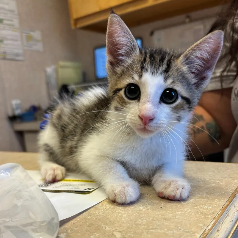 A baby small-sized female Brown / Chocolate Domestic Short Hair cat named Button Bush for adoption in Carencro, LA