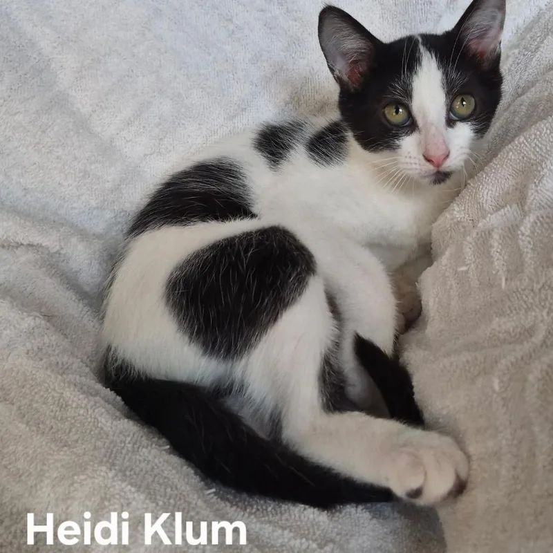 A baby small-sized female Black Domestic Short Hair cat named Heidi Klum for adoption in Matteson, IL