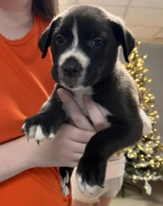 A baby medium-sized male Tricolor (Brown, Black, & White) Labrador Retriever dog named Cole for adoption in Statesville, NC