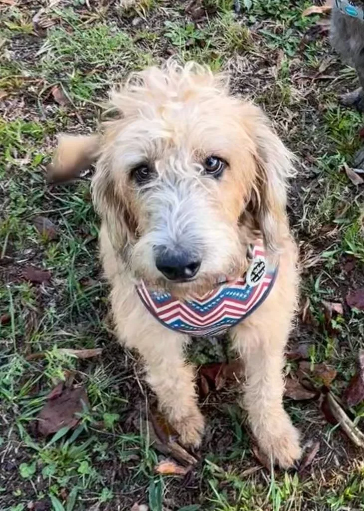 A young medium-sized male Bernedoodle dog named Lloyd  friendly  for adoption in oriskany, NY