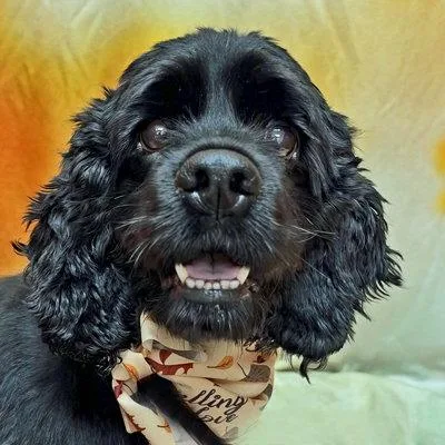 A young medium-sized female Cocker Spaniel dog named Raven for adoption in Arlington, VA