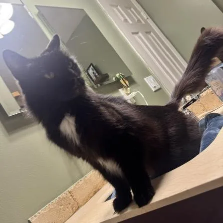 An adult medium-sized female Black Domestic Medium Hair cat named Juanita for adoption in Lauderhill, FL
