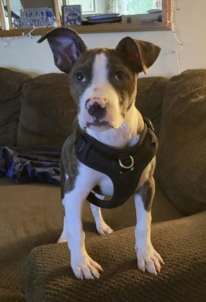 An adult medium-sized male Brindle Pit Bull Terrier dog named Artemis for adoption in Anderson, IN