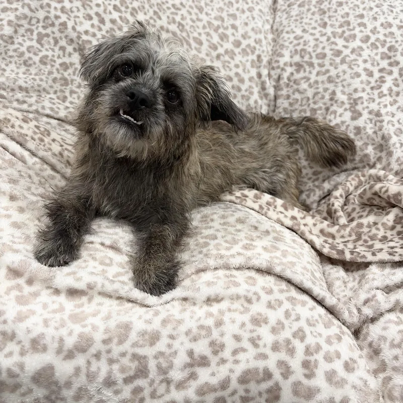Scruffy Little Birdie