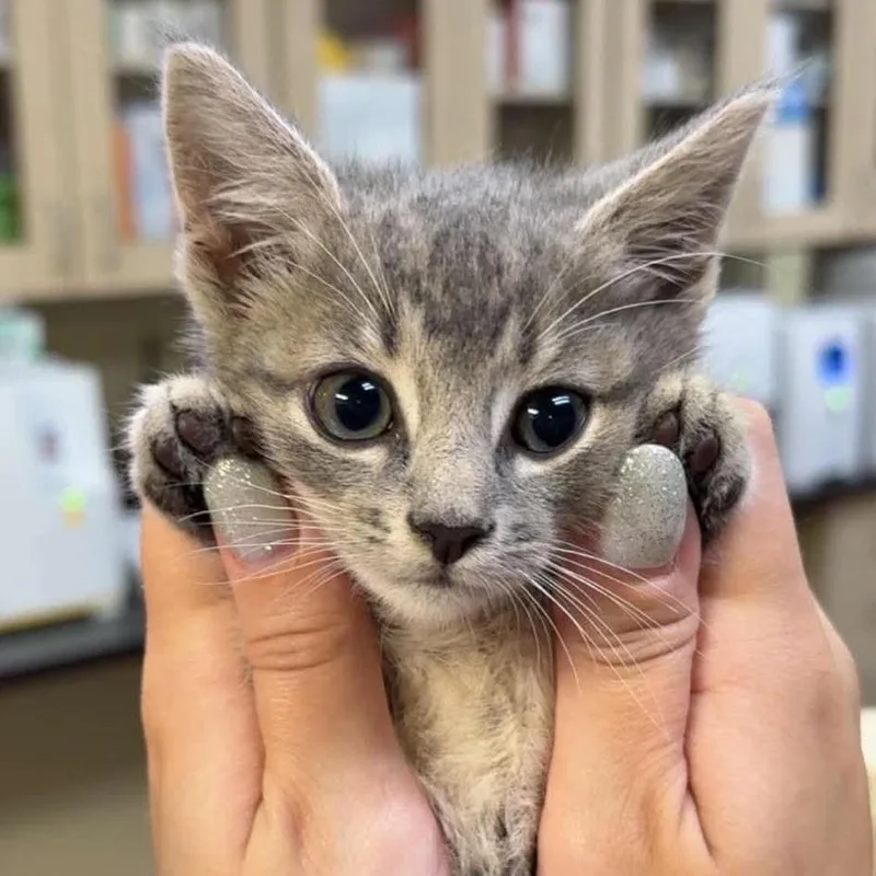 A baby small-sized female Gray / Blue / Silver Domestic Short Hair cat named Lilac for adoption in Ringtown, PA
