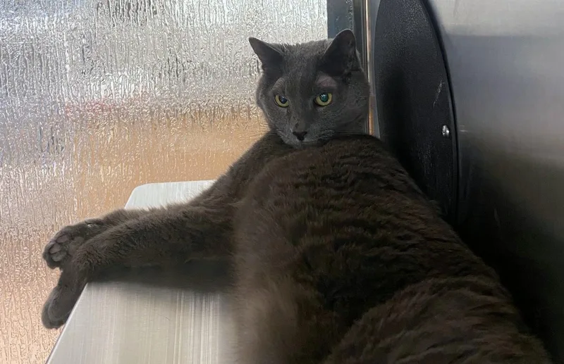 An adult medium-sized male Russian Blue cat named Gray  VIP for adoption in Plano, TX