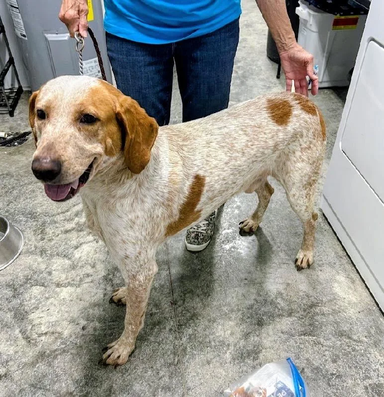 An adult large-sized male Coonhound dog named Eugene for adoption in Scottsburg, IN