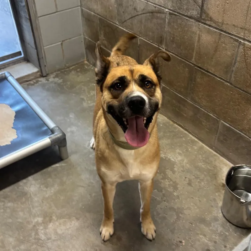 An adult medium-sized female Yellow / Tan / Blond / Fawn Norwegian Elkhound dog named Fern for adoption in Brookfield, MO