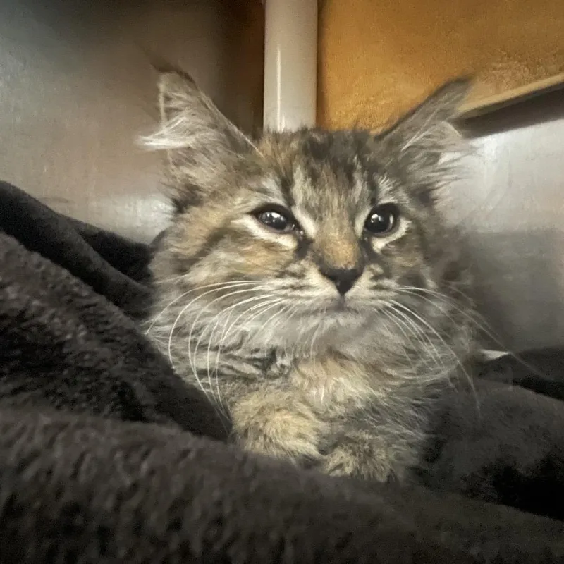 A baby small-sized female Brown / Chocolate Domestic Long Hair cat named Peekaboo for adoption in Springfield, MA