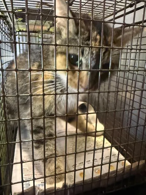 A young medium-sized female Domestic Short Hair cat named Bailey for adoption in San Antonio, TX