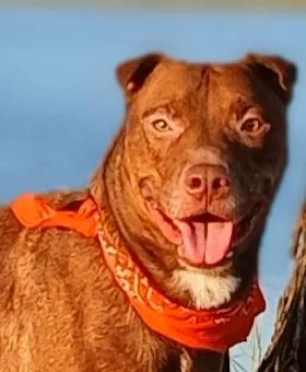 A young medium-sized male Labrador Retriever dog named Andy  Super Sweet for adoption in Houston, TX