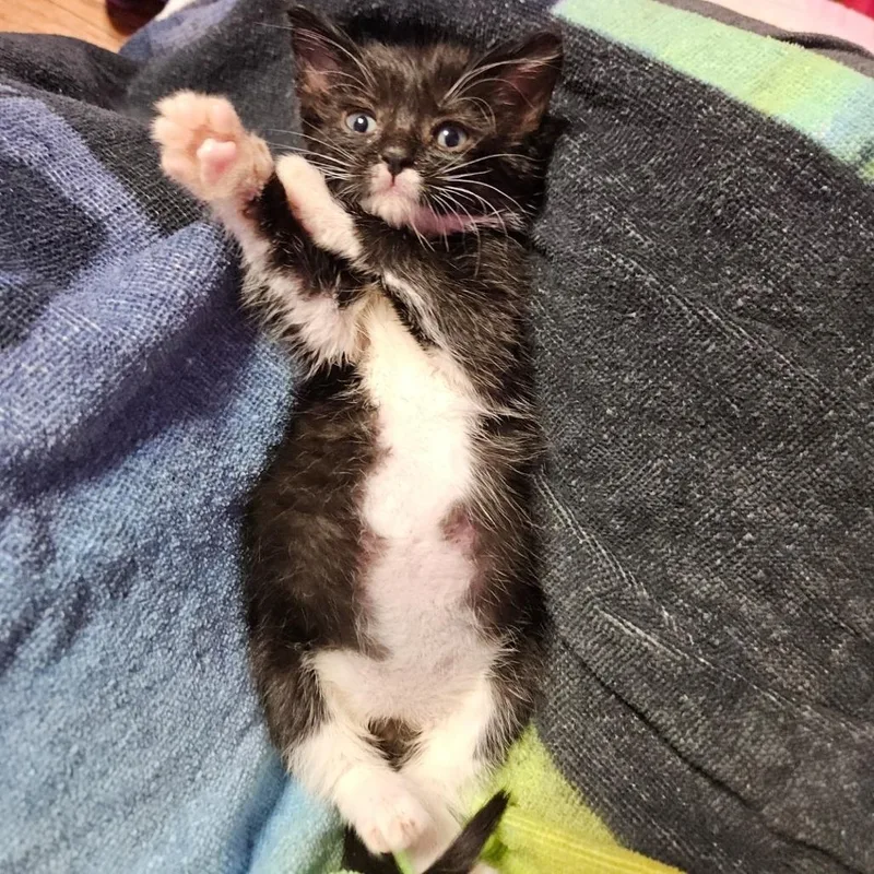A baby small-sized female Black Domestic Short Hair cat named Portia for adoption in Arlington Heights, IL